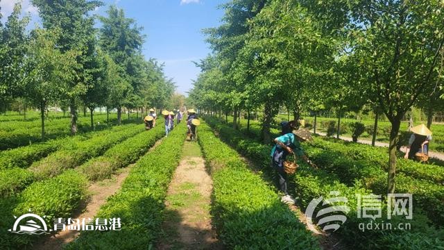 深入發(fā)展研學(xué)旅游 青島即墨激活鄉(xiāng)村振興新動(dòng)能