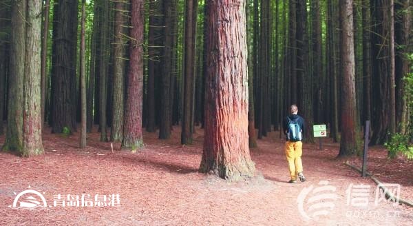 新西蘭各類(lèi)福利：?jiǎn)紊砀改该恐芏寄堋邦I(lǐng)工資”