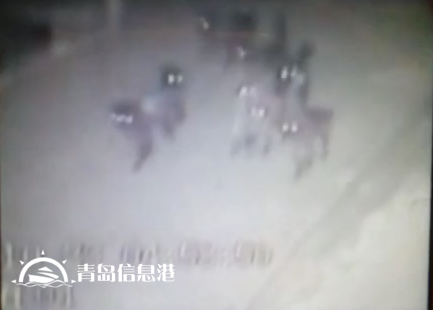 膠州現(xiàn)不明身份兇猛動物組隊(duì) 夜襲村莊看門狗
