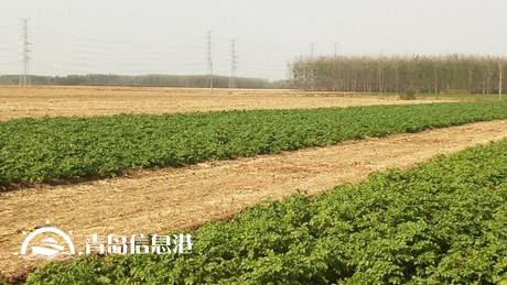 膠州現(xiàn)不明身份兇猛動物組隊(duì) 夜襲村莊看門狗