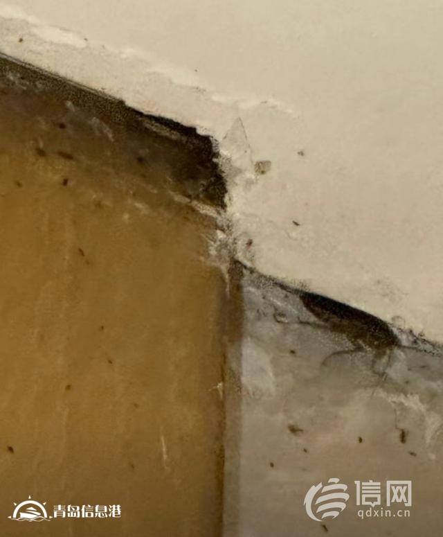 “不要總想著訛點(diǎn)什么“ 顧客投訴住宿遇蟑螂遭店方回懟