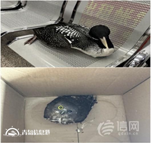 游客發(fā)現(xiàn)兩只國家保護(hù)動物受傷 嶗山民警及時妥善救助