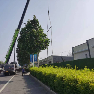 李園街道綜合行政執(zhí)法中隊(duì)：拆除存量違建不手軟