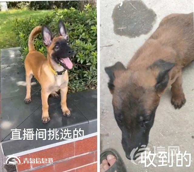 快手直播賣寵物卻讓“微信上聊” 私下交易貨不對(duì)板