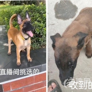 快手直播賣寵物卻讓“微信上聊” 私下交易貨不對板