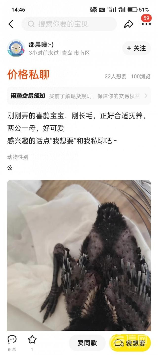 二手交易平臺上有人售賣喜鵲幼鳥 公安機關已介入調(diào)查