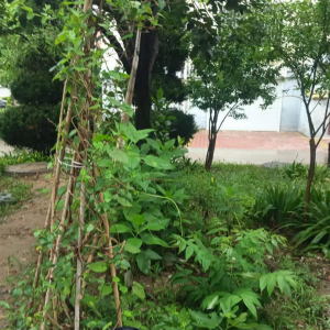 平度市東閣街道執(zhí)法中隊(duì)以“信”促“治”，攻堅(jiān)占綠毀綠行為 ...