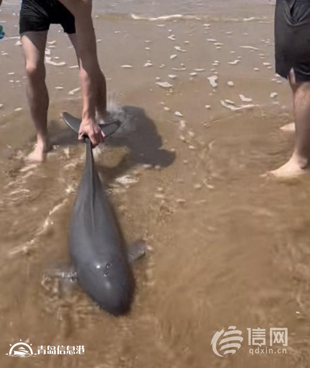 城市陽臺景區(qū)附近一江豚幼仔擱淺 已被漁業(yè)主管部門收治