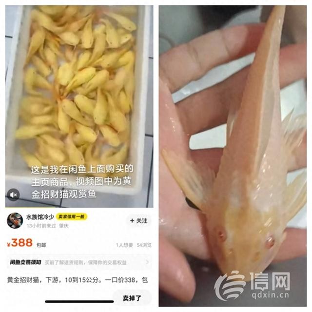 消費(fèi)者在閑魚(yú)幾百元買(mǎi)熱帶魚(yú) 到貨后發(fā)現(xiàn)是條“清道夫”