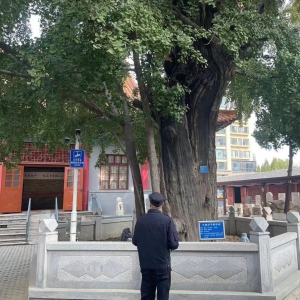 平度市東閣街道執(zhí)法中隊(duì)全力保護(hù)古樹(shù)名木，美化城市生態(tài)