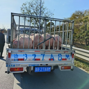 同和中隊(duì)“信用+執(zhí)法”豬肉疫證檢查