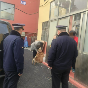 加強犬只管理！向不文明養(yǎng)犬說“不”