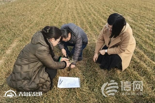 筑牢全年豐收根基 即墨開展小麥苗情調(diào)查