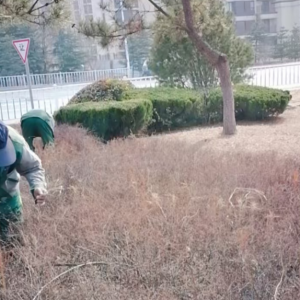 清理綠化帶枯枝落葉，營(yíng)造干凈整潔轄區(qū)環(huán)境